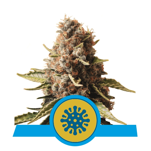 RQS CBD-Samen Euphoria feminisiert (5 Stk.)
