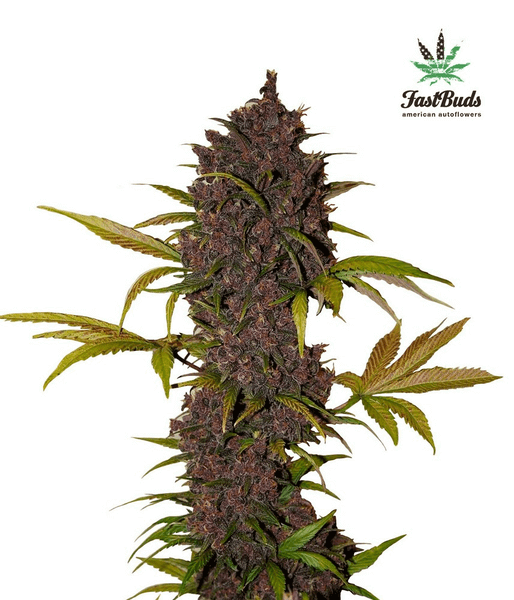Fast Buds LSD-25 AUTO (5er)