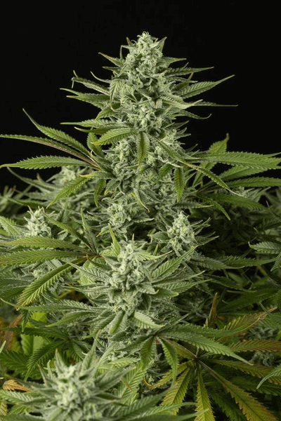 Dinafem Cheese CBD feminisiert (5 Stk.)