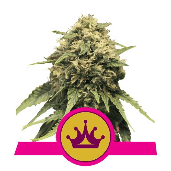 RQS Special Queen #1 feminisiert (5stk)