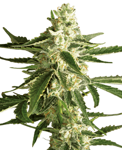 WL Nicole Hindu Kush Feminisiert (5 Stk.)