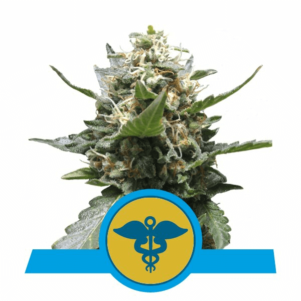 RQS CBD-Samen Royal Medic feminisiert (5 Stk.)