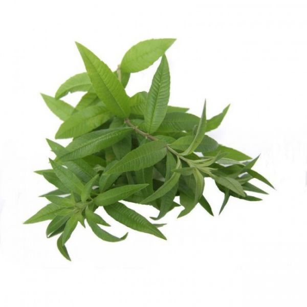 BIO Eisenkraut (15 g)